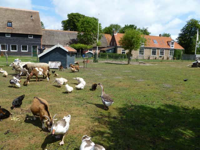 Mini Camping Oranjezon